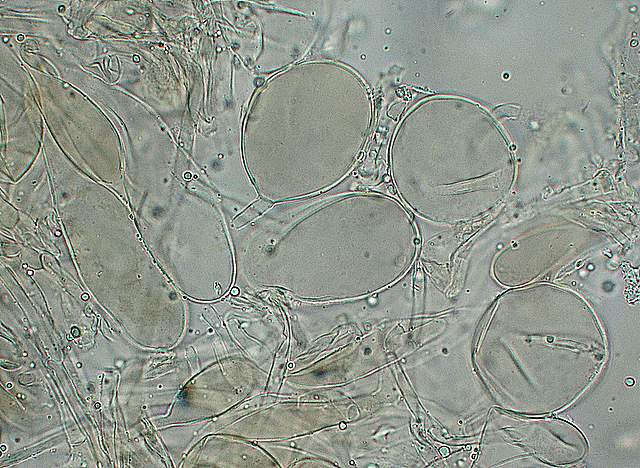 Amanita  battarrae  (Boud.)  Bon